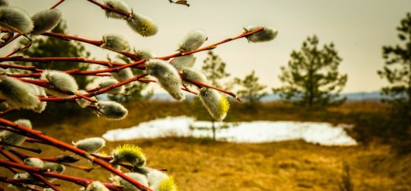 Заросли вербы