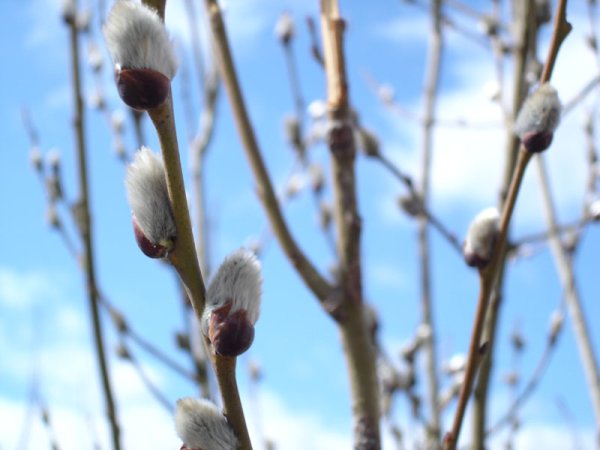 Белая Верба