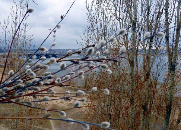 Весна деревья Верба