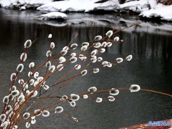 Верба Речная