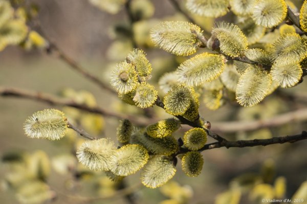 Легенда о вербе