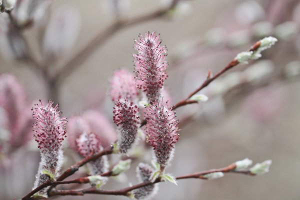 Верба красная растение