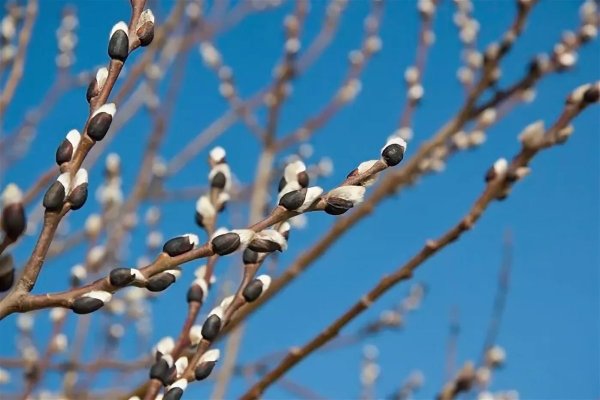 21 Марта весенний Солнцеворот Вербоносица