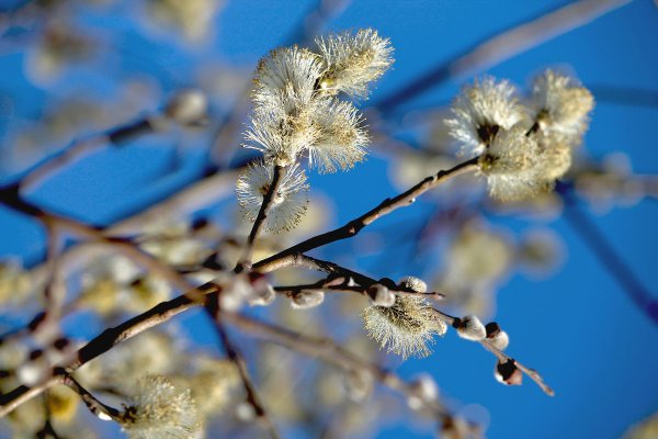Верба весной