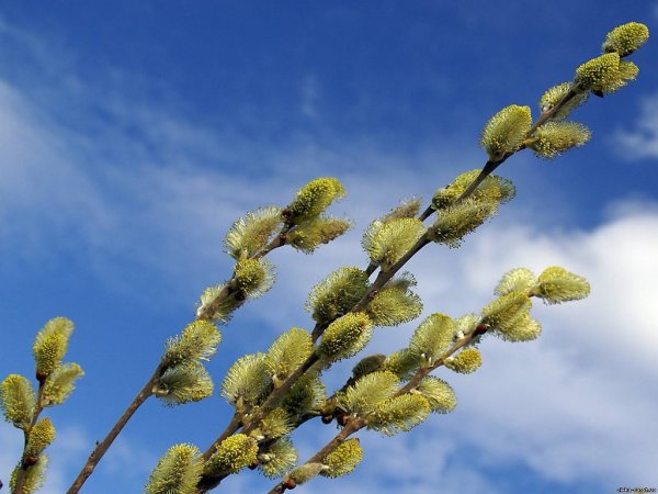 Весенняя ветка вербы