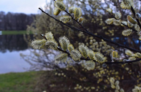 Цветущая Верба куст