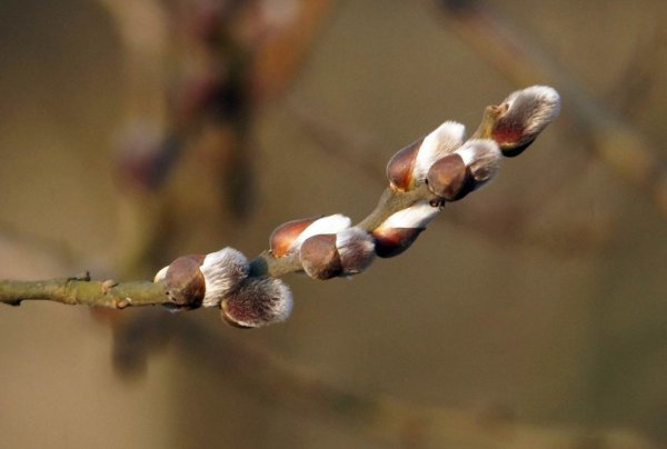 Ветвистые вербы