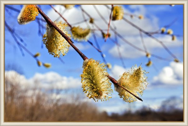 Апрель Верба