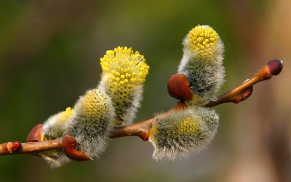 Верба тальник