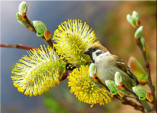 Птичка на вербе