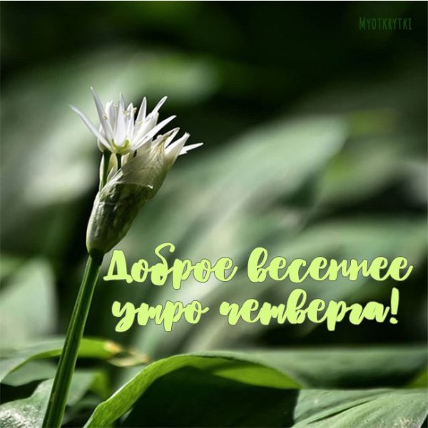 Доброе утро четверга