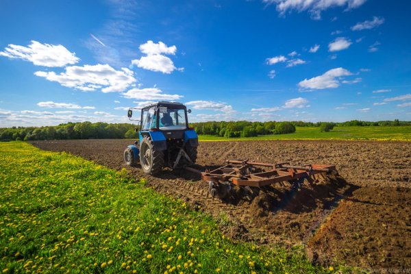 Трактор МТЗ 80 пашет на поле