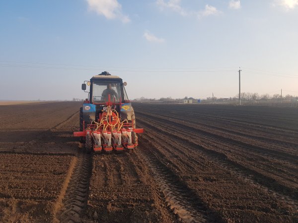 Посев пшеницы