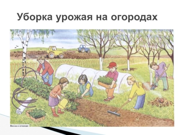 Руд взрослых на полях и огородах