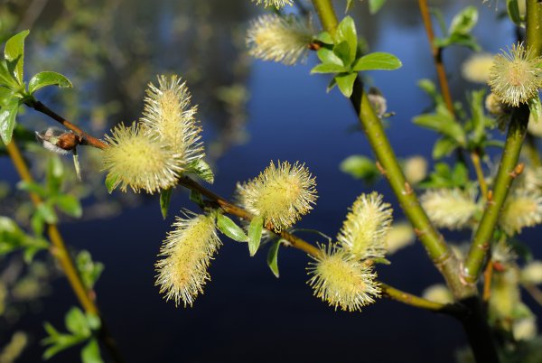 Цветение вербы