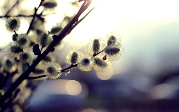 Верба картинки на рабочий стол