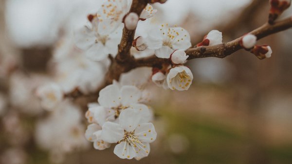 Фон для рабочего стола апрель