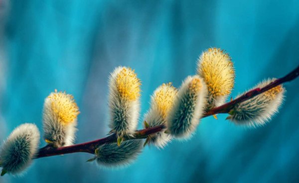 Верба картинки на рабочий стол