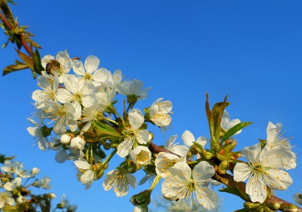Цветущий апрель