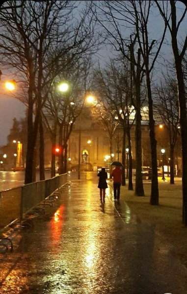 Сакура черри блоссом