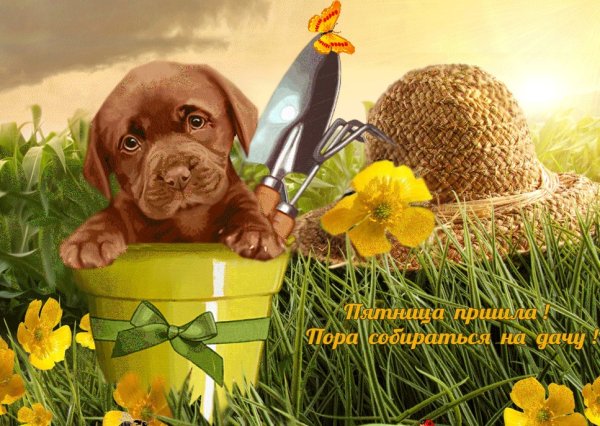 Отличных солнечных выходных