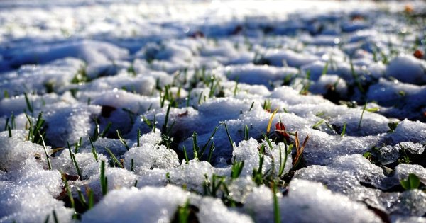 Растения под снегом