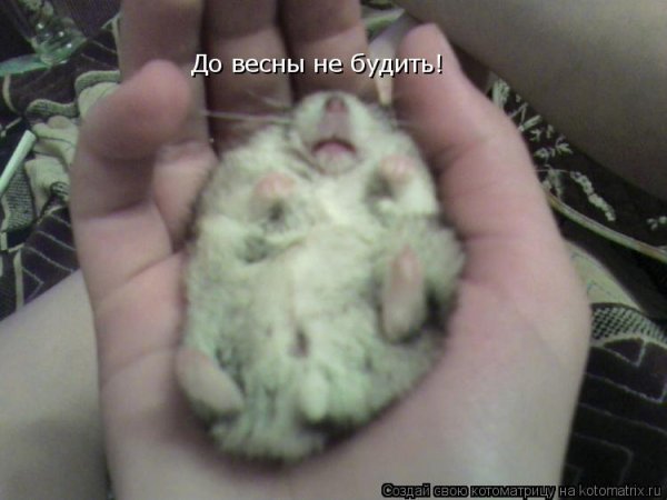 До весны не будить картинки