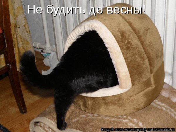 Медведь с мультфильма Маша и медведь