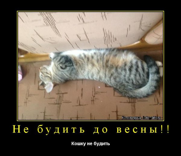 Берлога медведя