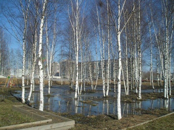 Апрельские березы