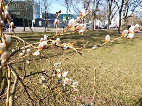 Черёмуха Нижний Новгород