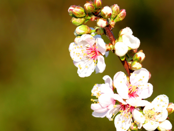 Цветы макро