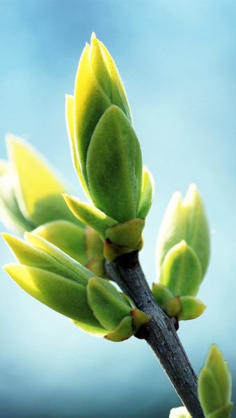 Плюмерия цветочек