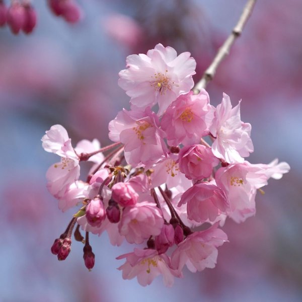 Ветка с розовыми цветами