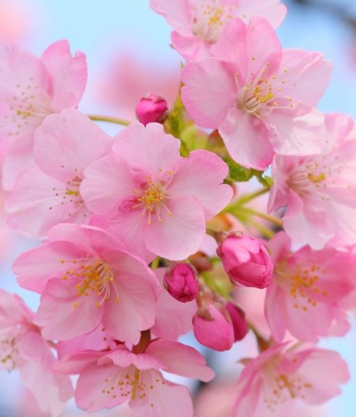 Цветы на ветке