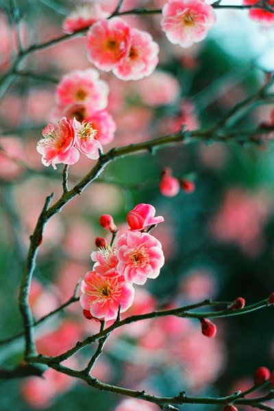 Ранняя Весна