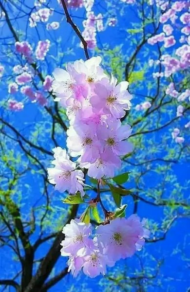 Весенняя природа вертикально