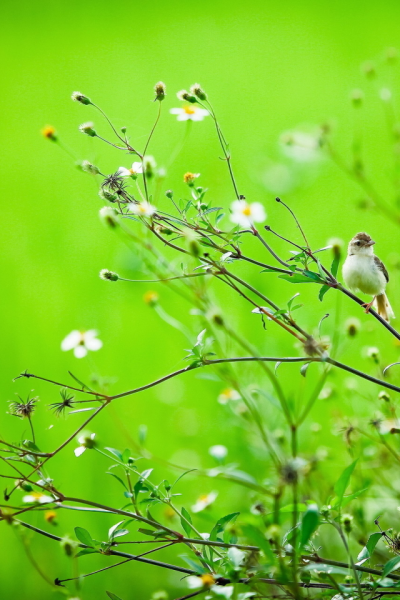 Цветы в снегу