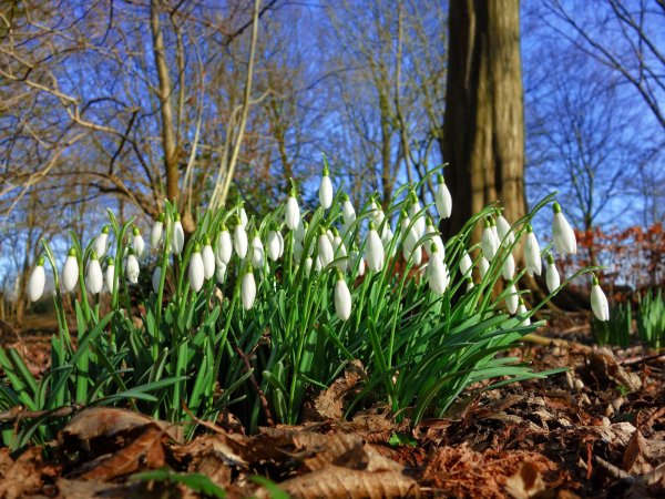 Крокусы подснежники и Мимоза