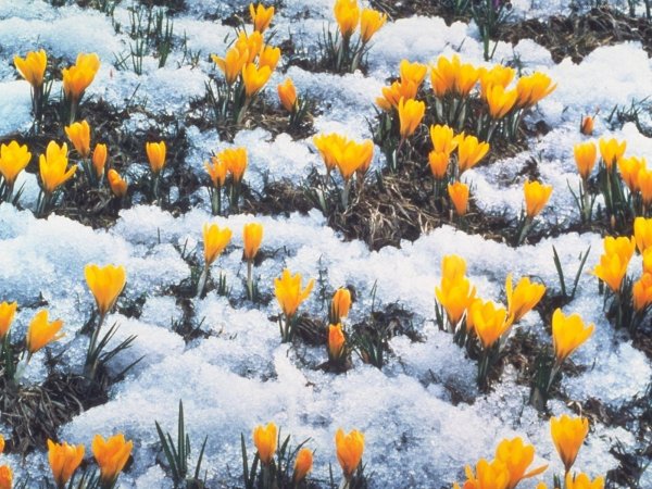 Природа в марте