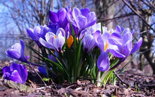 Ранняя Весна