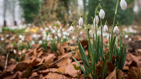 Радость ранней весны