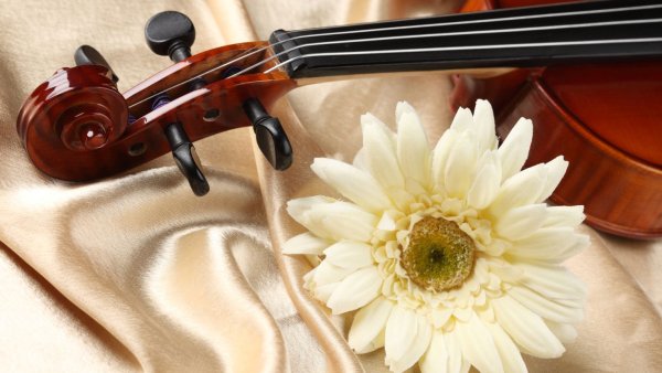 Фотосессия со скрипкой