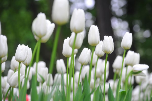 Красота души