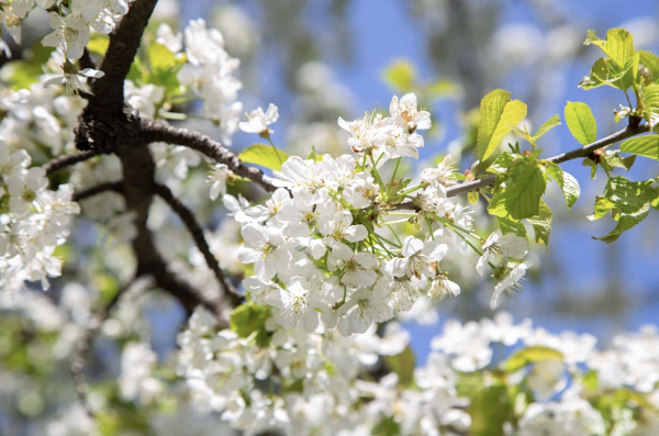 Весенние картинки на рабочий стол