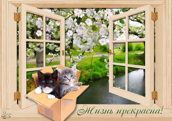 Окно анимация