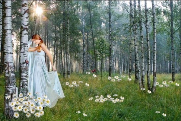 Березы и ромашки