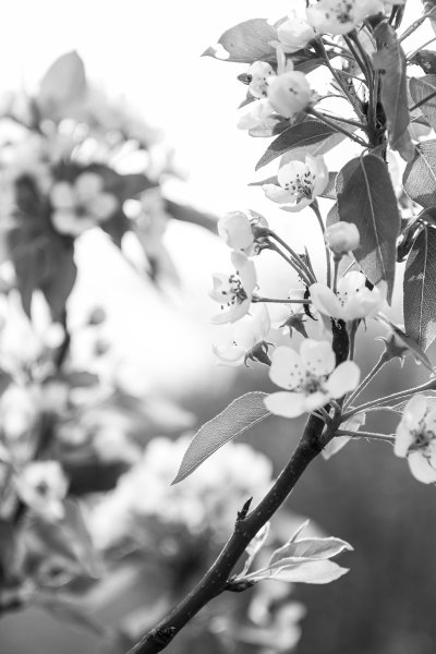 Картинки весна черно белые красивые (69 фото) » Картинки и статусы про  окружающий мир вокруг