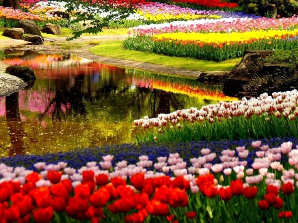 Мелкие цветы в лесу