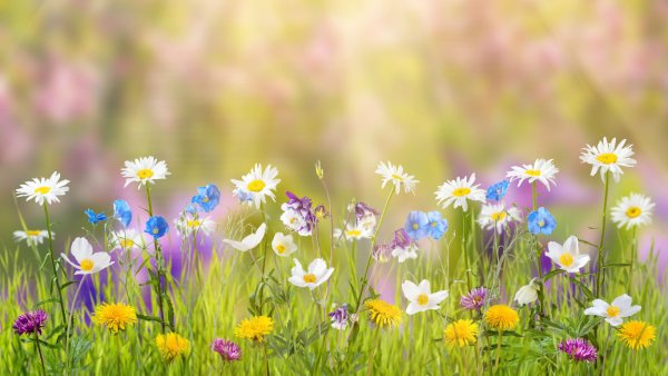 Цветы в снегу